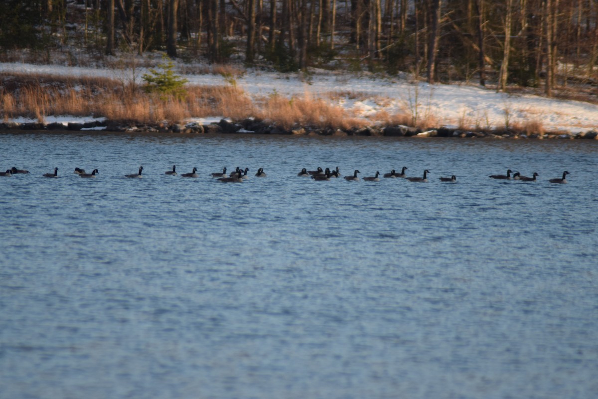 ברנטה קנדית - ML646325167