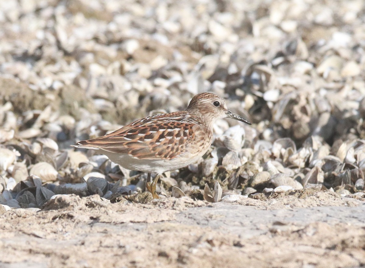 Least Sandpiper - ML646325169