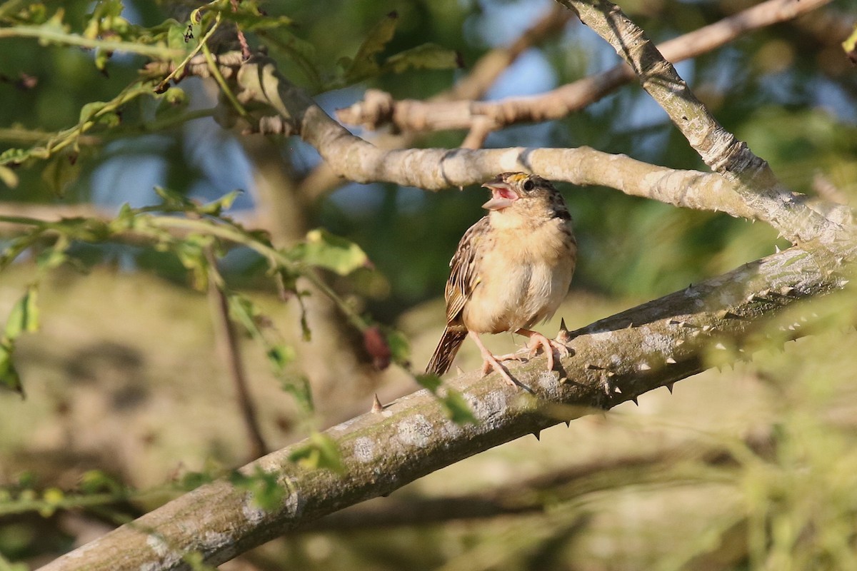 Grasshopper Sparrow - ML646325170