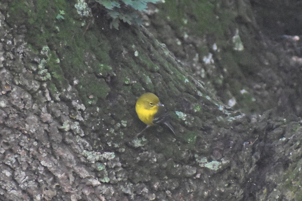 Pine Warbler - ML646325171