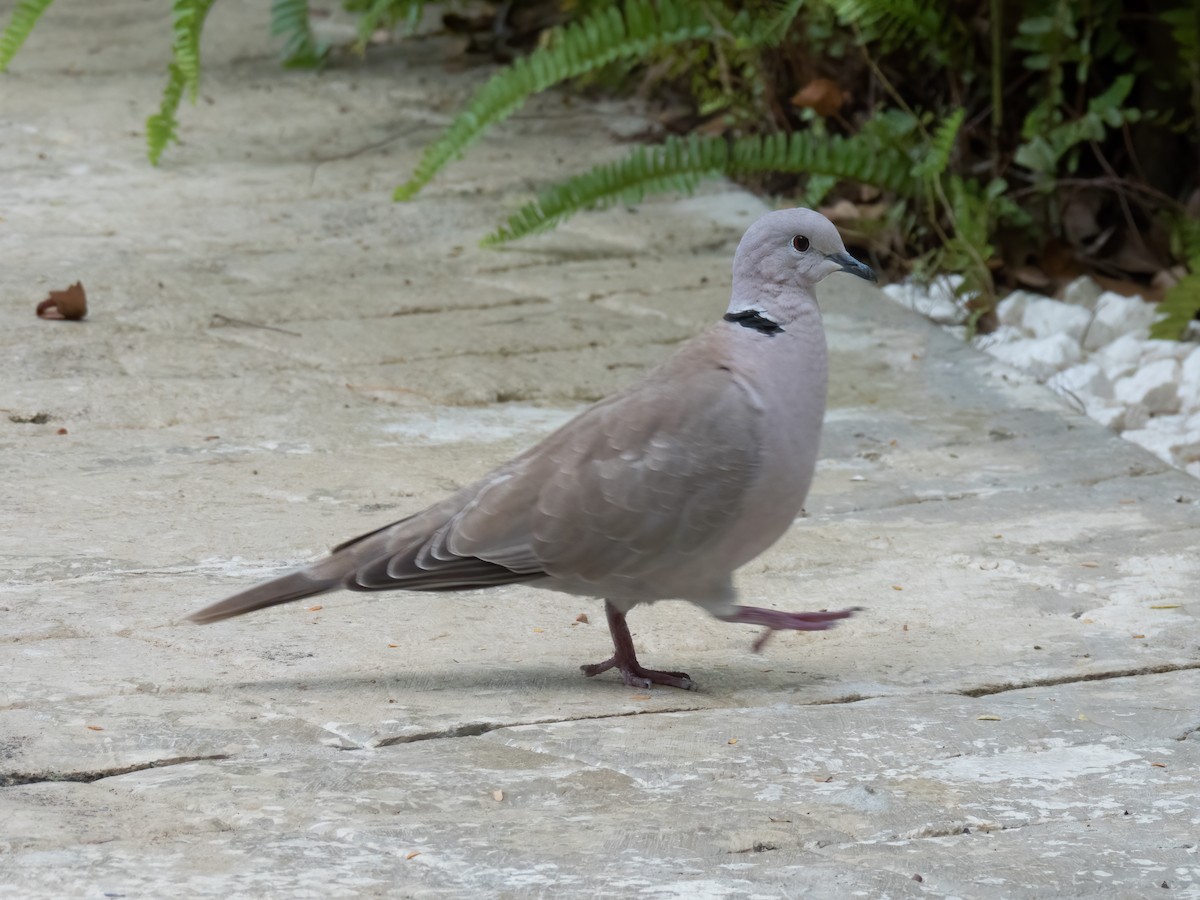 Tourterelle turque - ML646325173