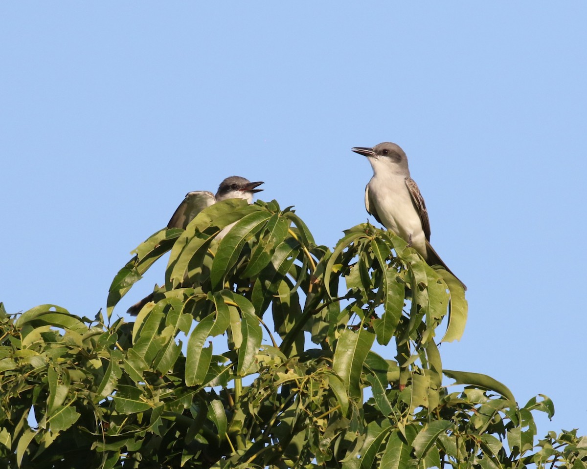 Gray Kingbird - ML646325175