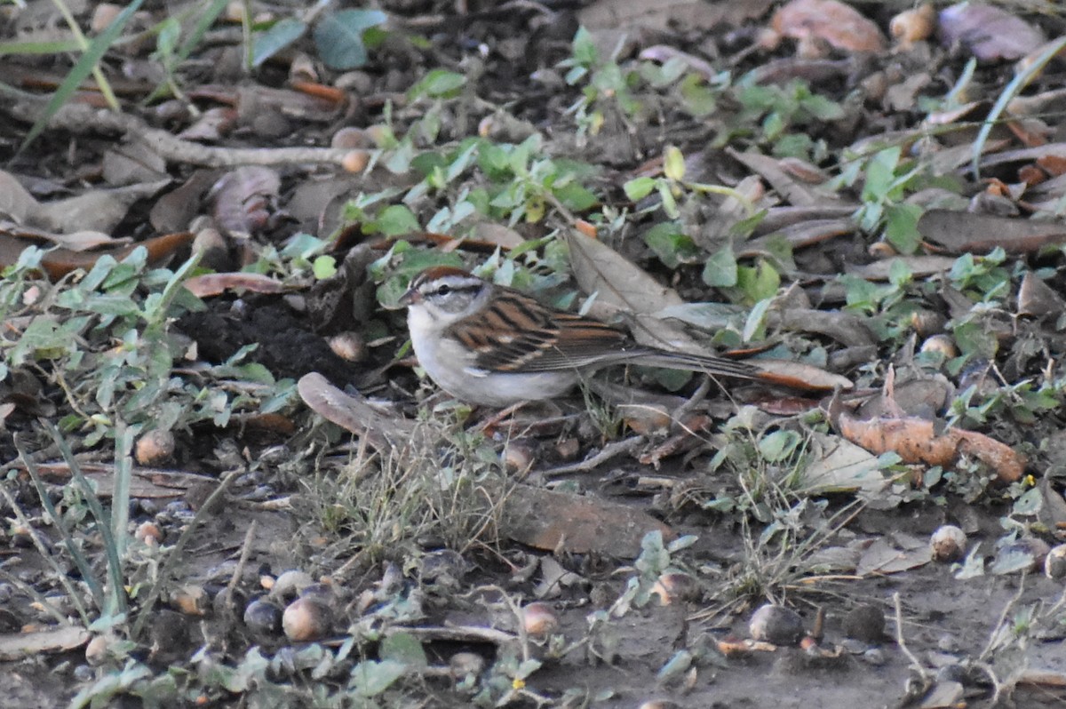 Chipping Sparrow - ML646325176
