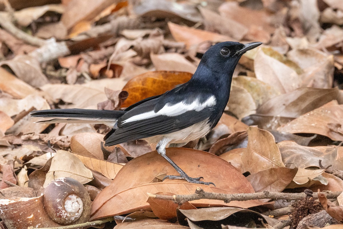 Oriental Magpie-Robin - ML646325177