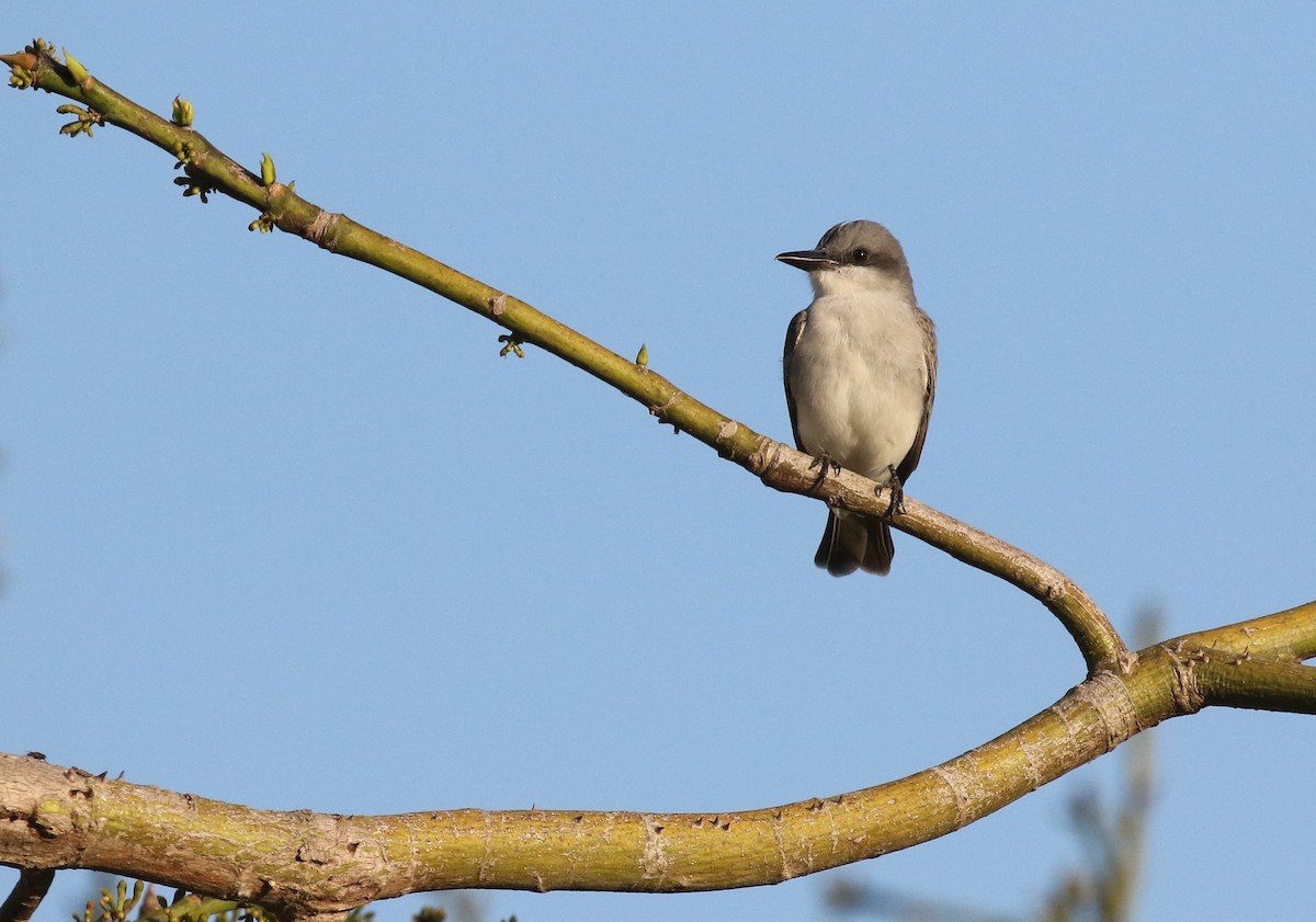 Gray Kingbird - ML646325180
