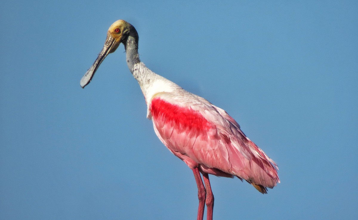 Roseate Spoonbill - ML646325182