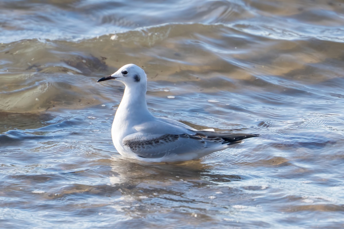 Mouette de Bonaparte - ML646325184