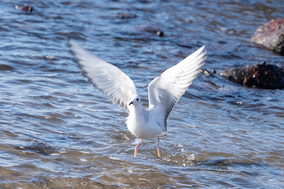 Mouette de Bonaparte - ML646325185