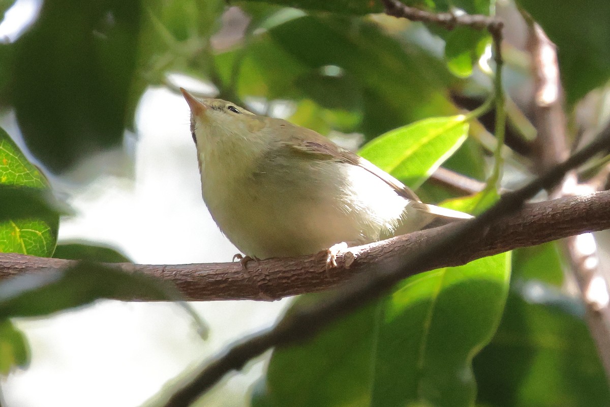 Green Warbler - ML646325186