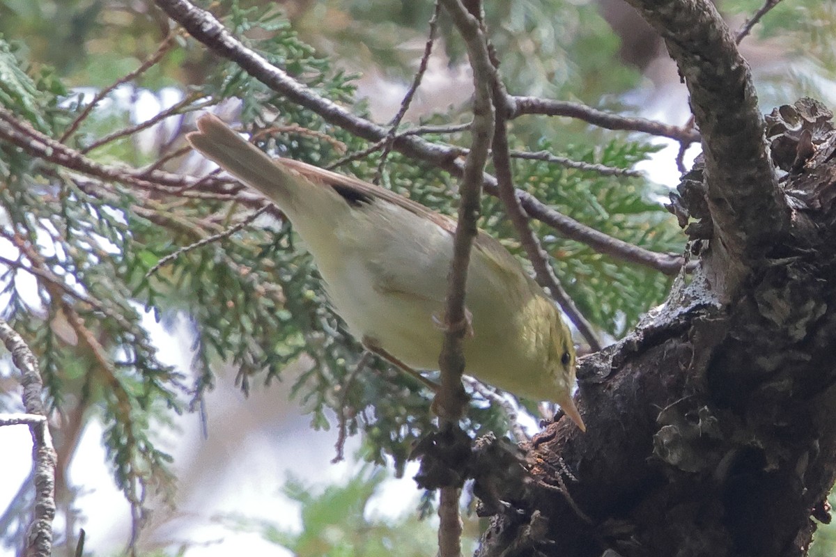 Green Warbler - ML646325187