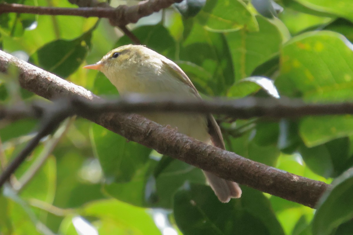 Green Warbler - ML646325188