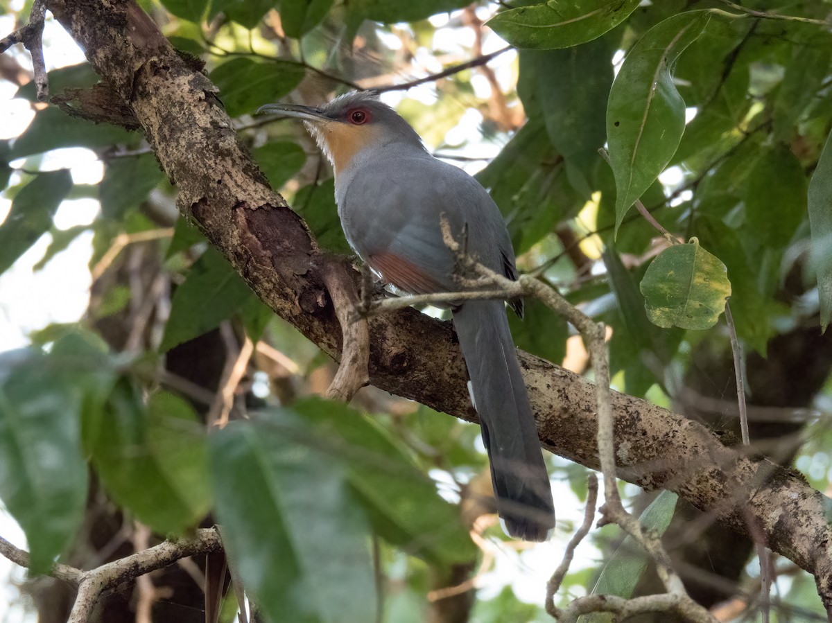 Hispaniolan Lizard-Cuckoo - ML646325189