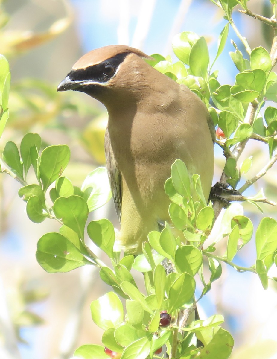 brkoslav americký - ML646325190