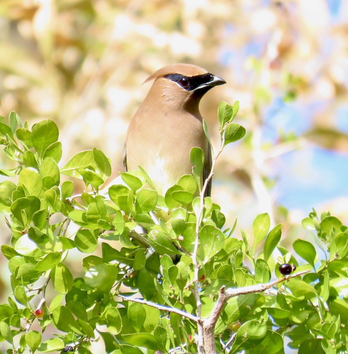 brkoslav americký - ML646325192