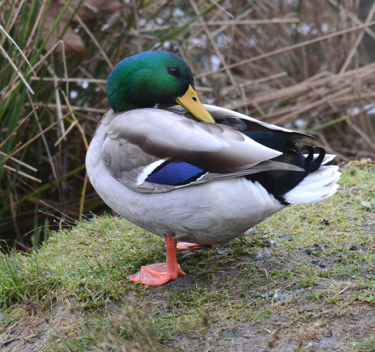 Mallard - ML646325194