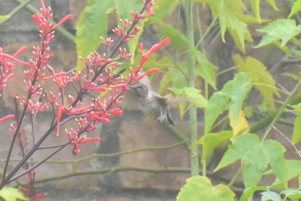 Black-chinned Hummingbird - ML646325201