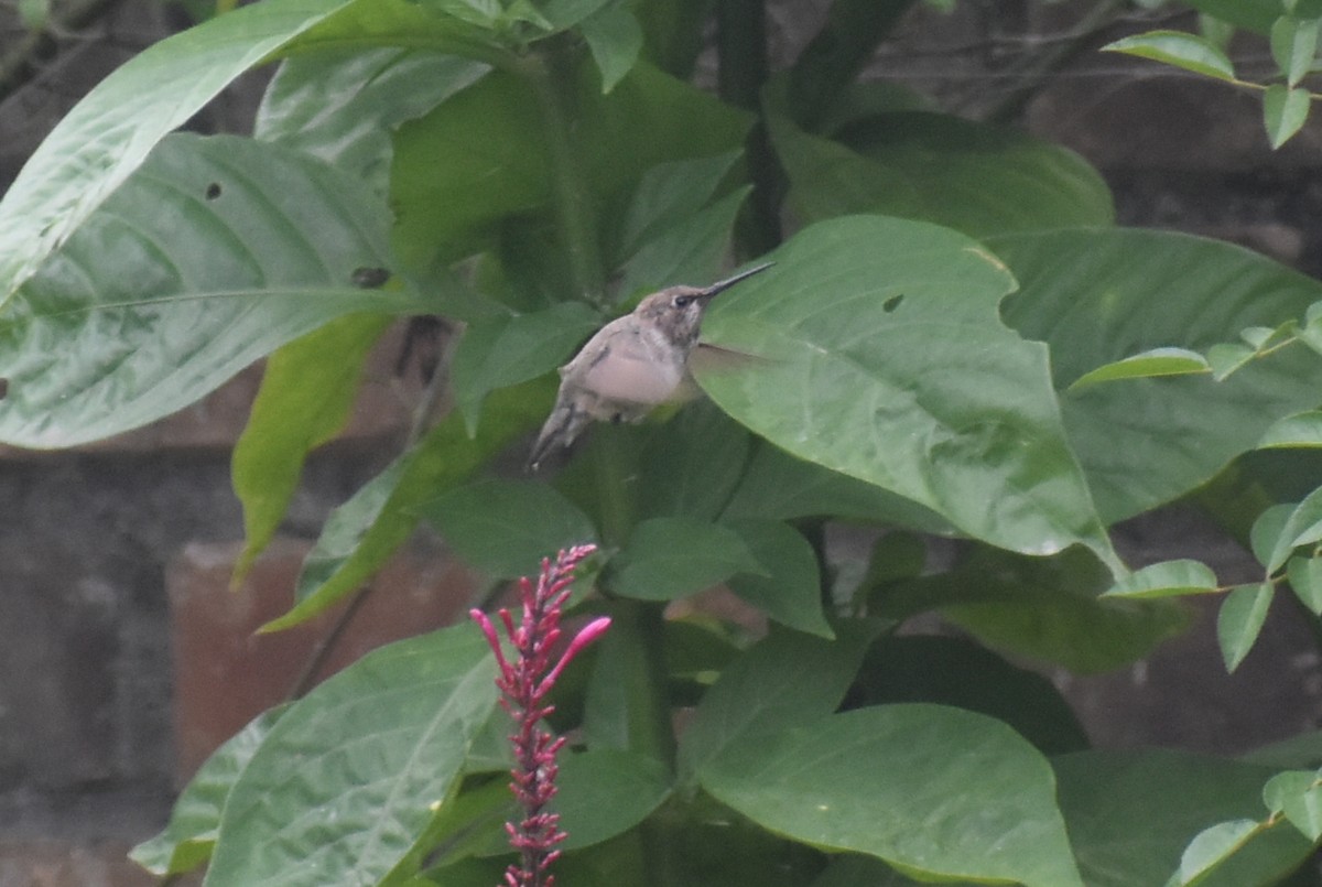 Black-chinned Hummingbird - ML646325204