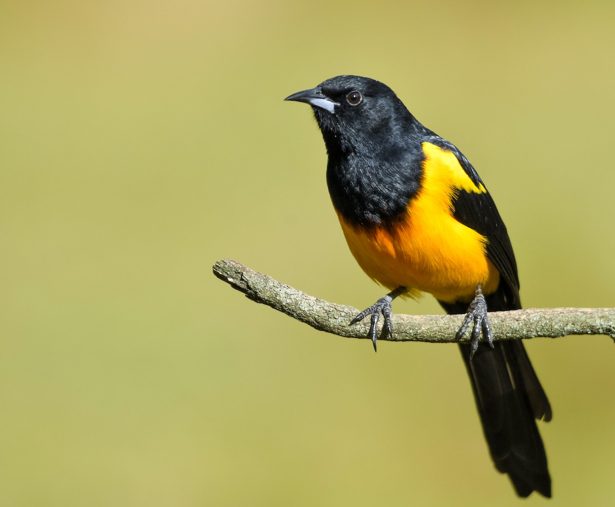 Black-vented Oriole - ML646325206