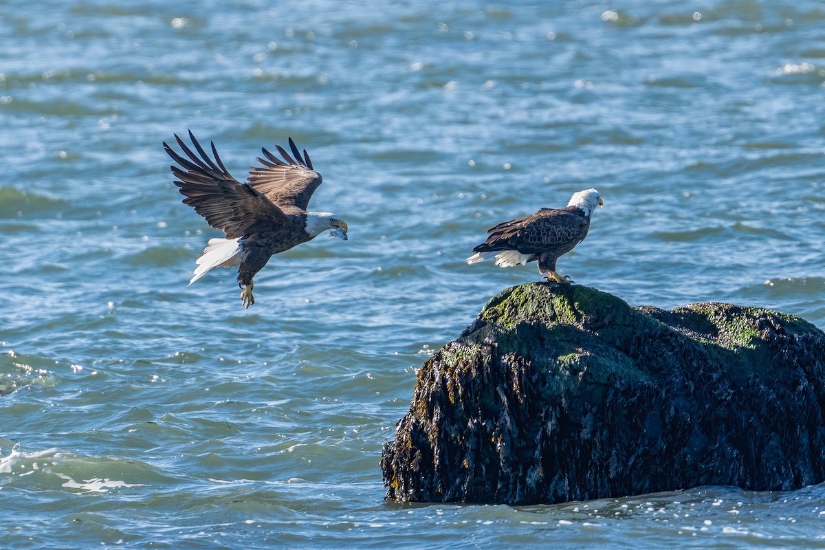 Pygargue à tête blanche - ML646325207