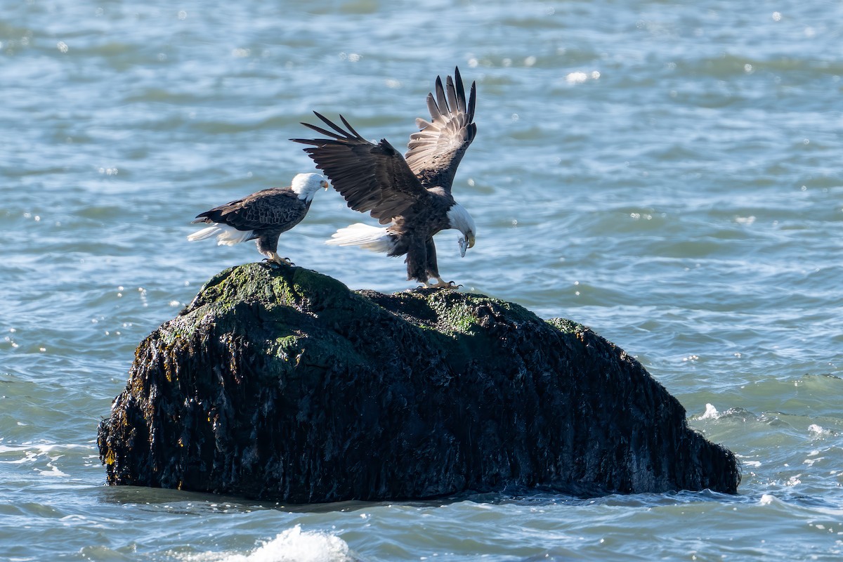 Pygargue à tête blanche - ML646325208