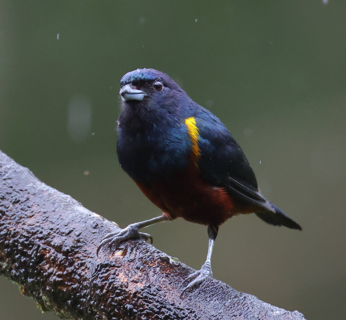 Braunbauchorganist - ML646325212