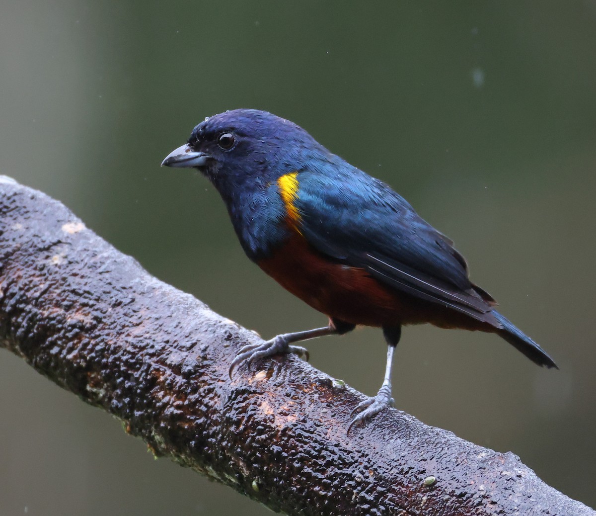 Braunbauchorganist - ML646325213