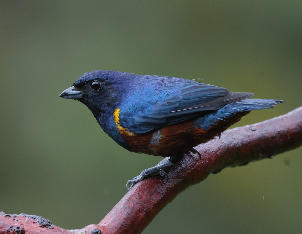 Braunbauchorganist - ML646325214