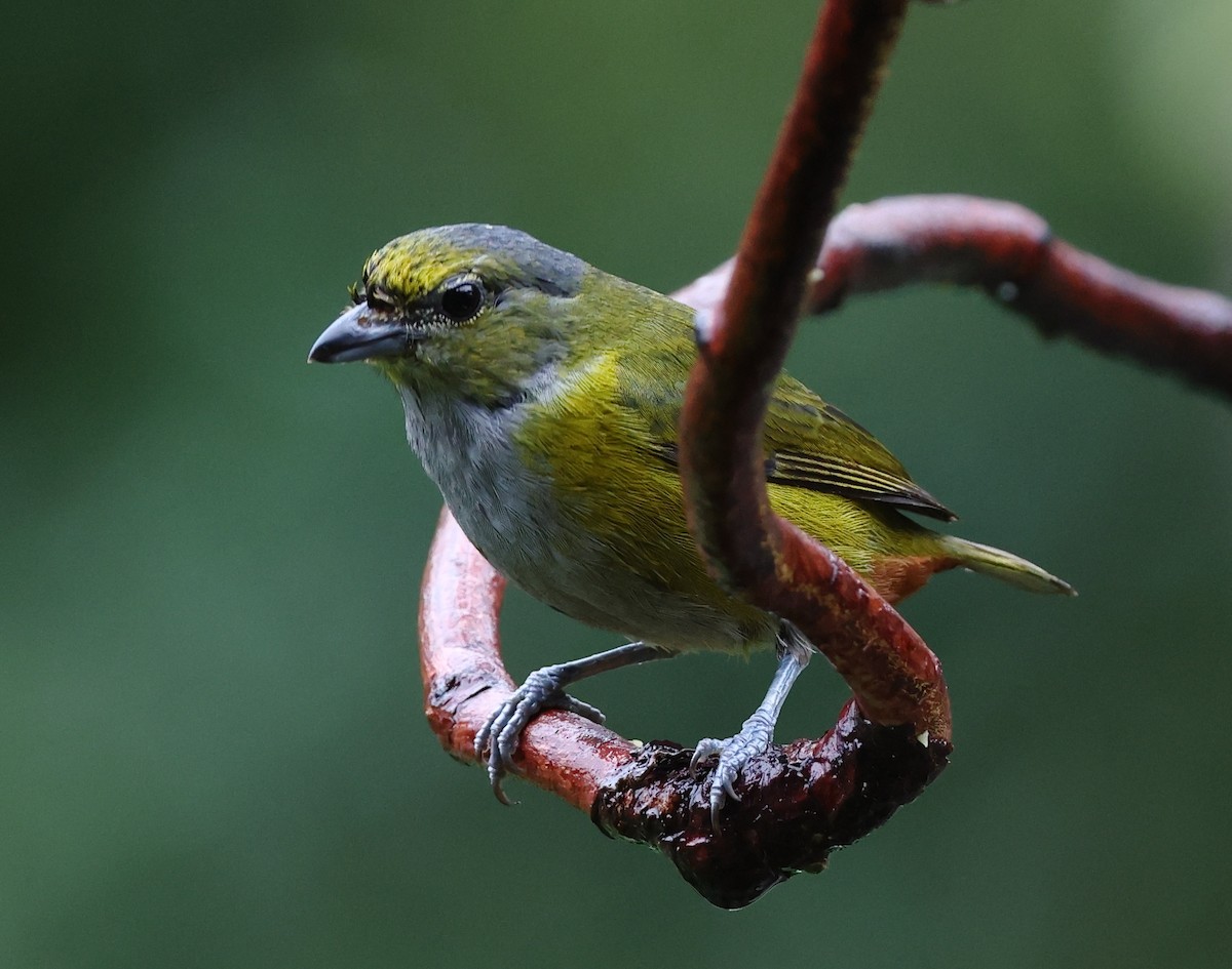 Braunbauchorganist - ML646325215