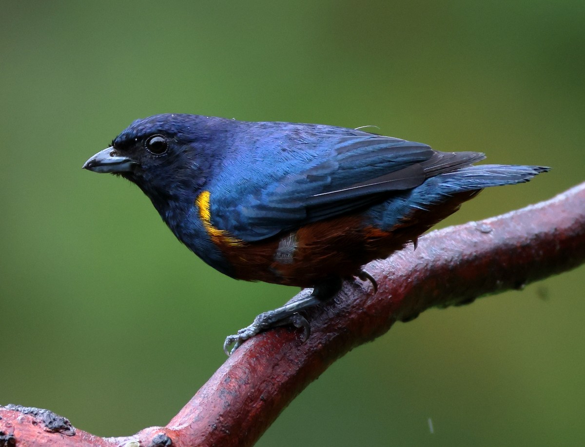 Braunbauchorganist - ML646325216