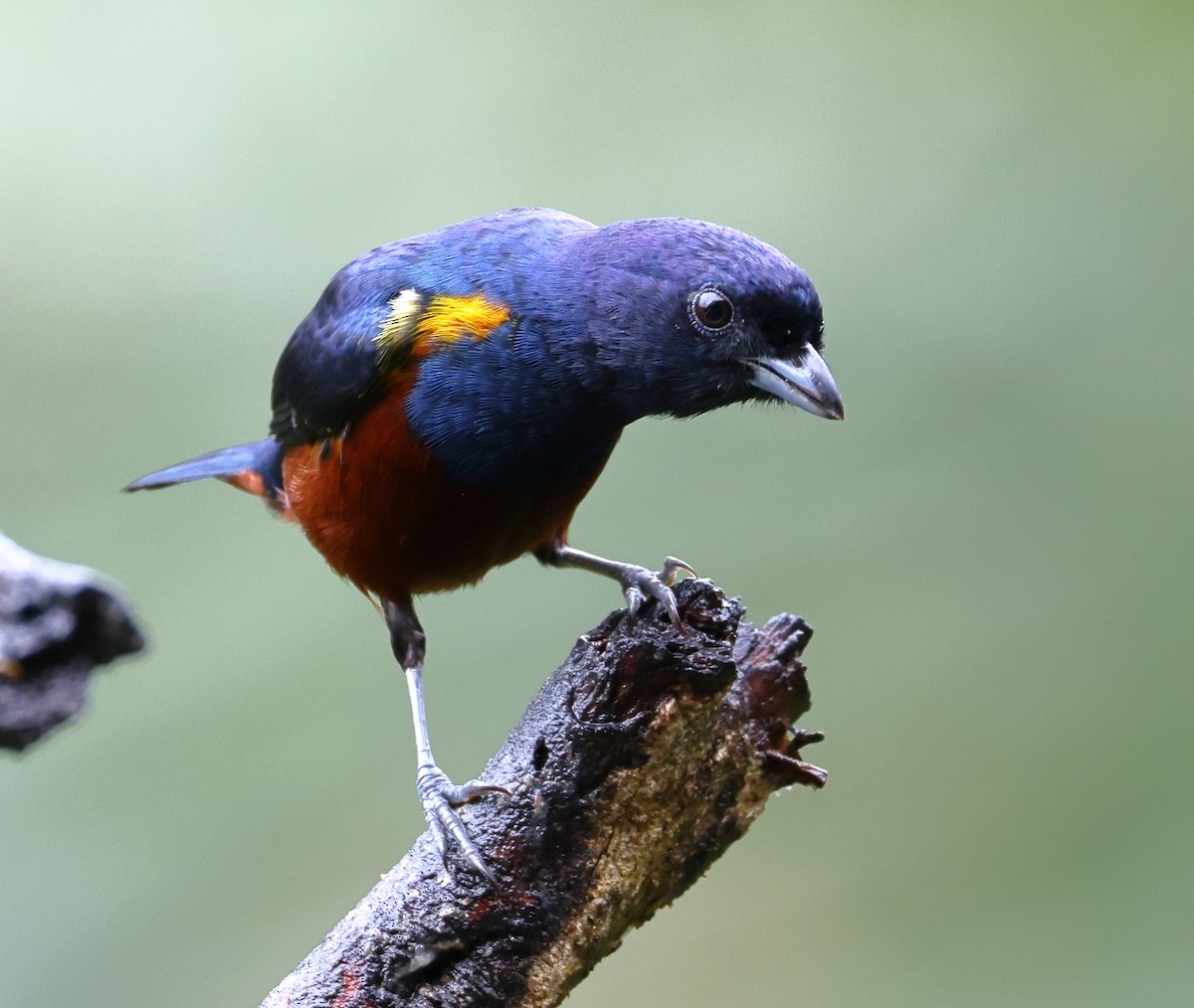 Braunbauchorganist - ML646325217