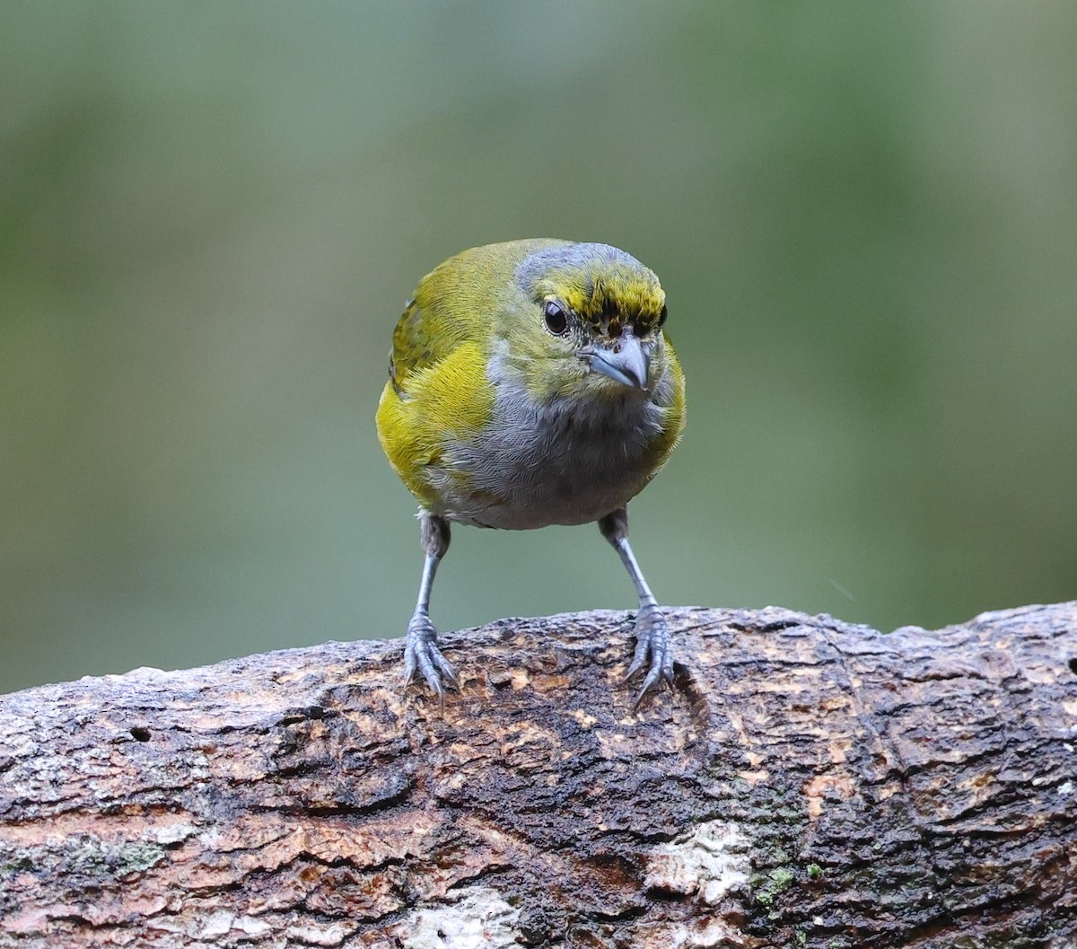 Braunbauchorganist - ML646325218