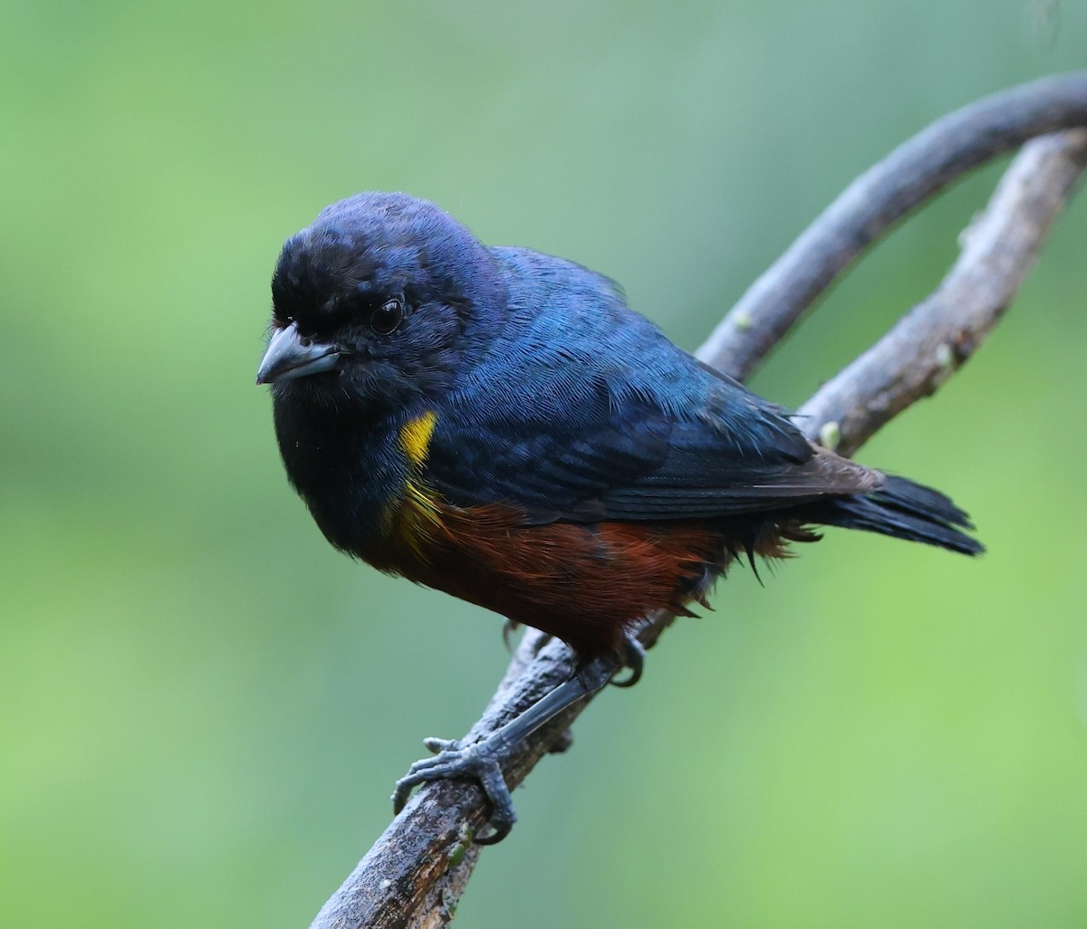 Braunbauchorganist - ML646325219