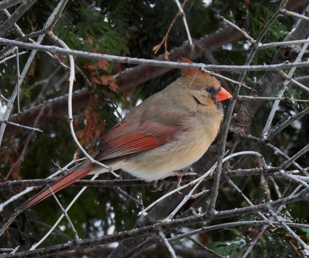 Cardinal rouge - ML646325220