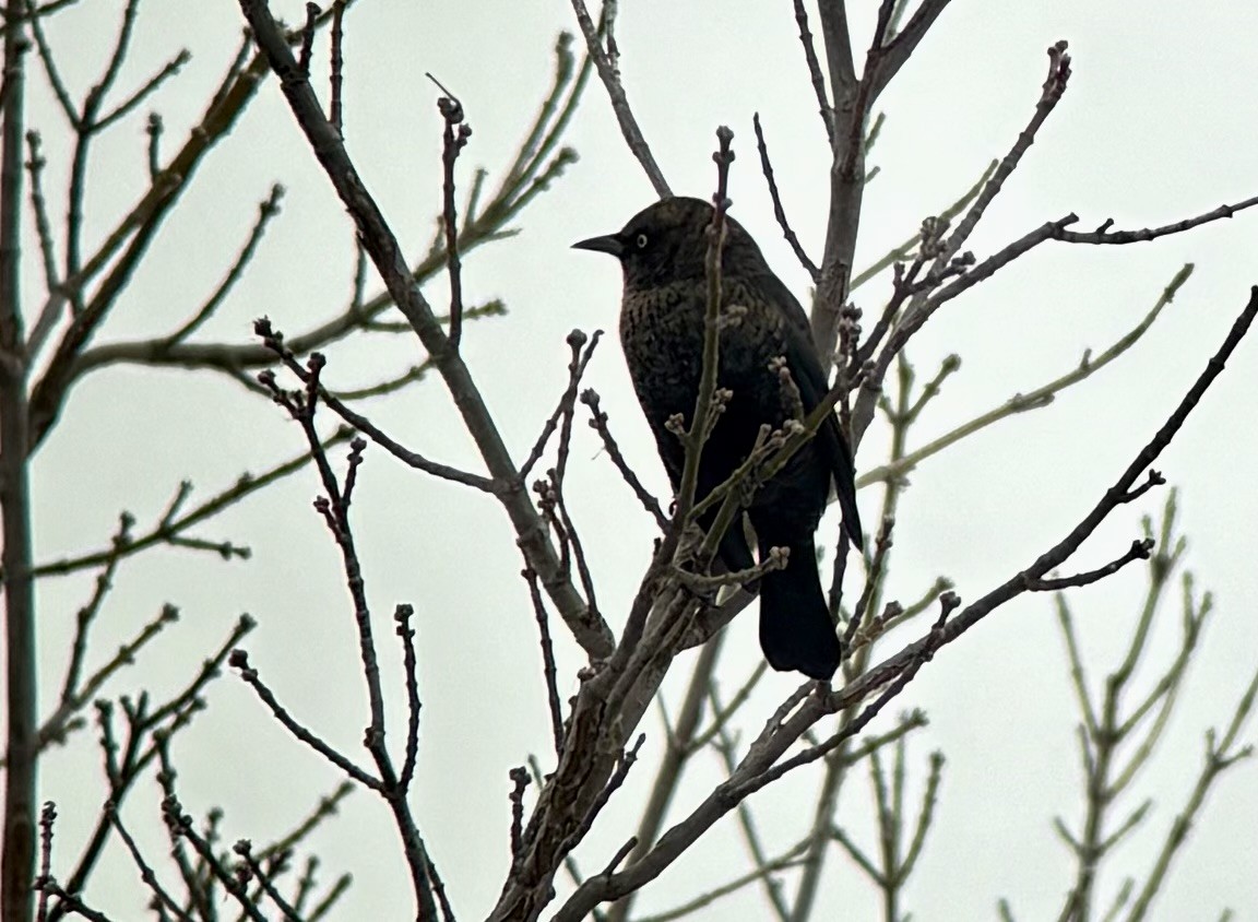Rusty Blackbird - ML646325221