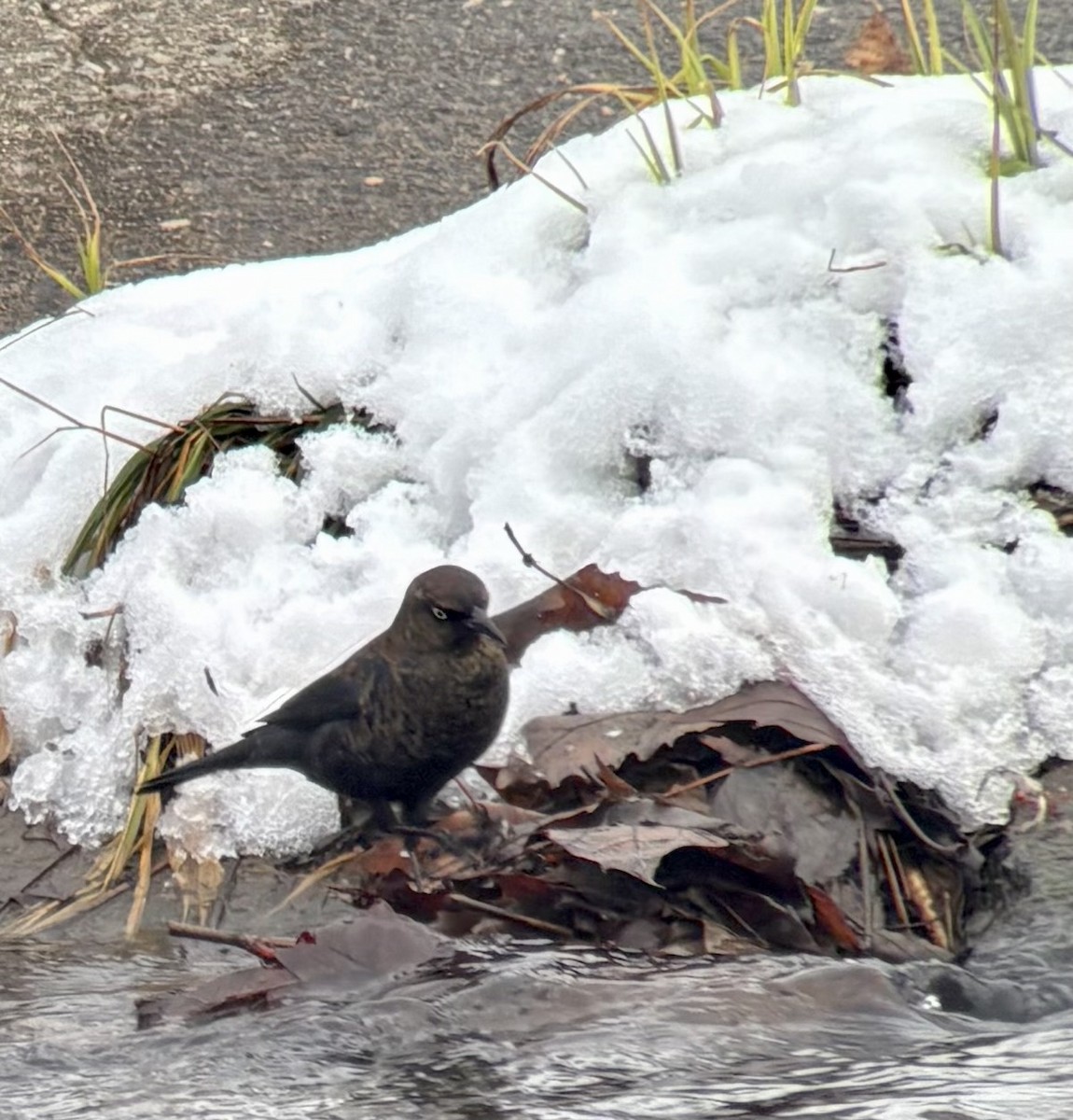 Rusty Blackbird - ML646325222