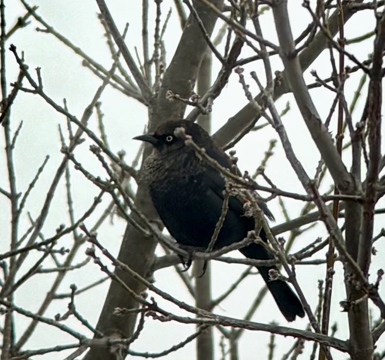 Rusty Blackbird - ML646325223