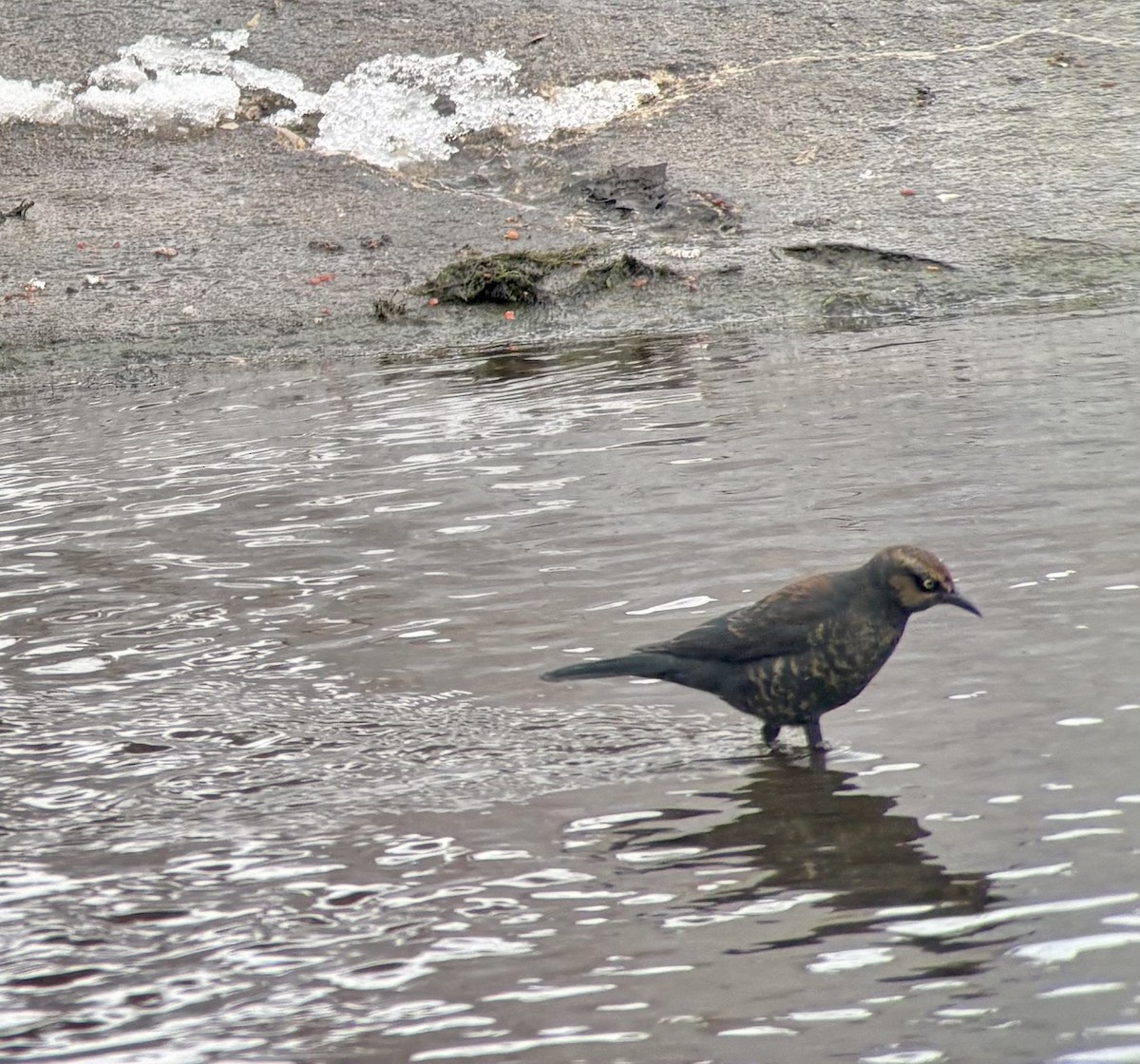 Rusty Blackbird - ML646325224
