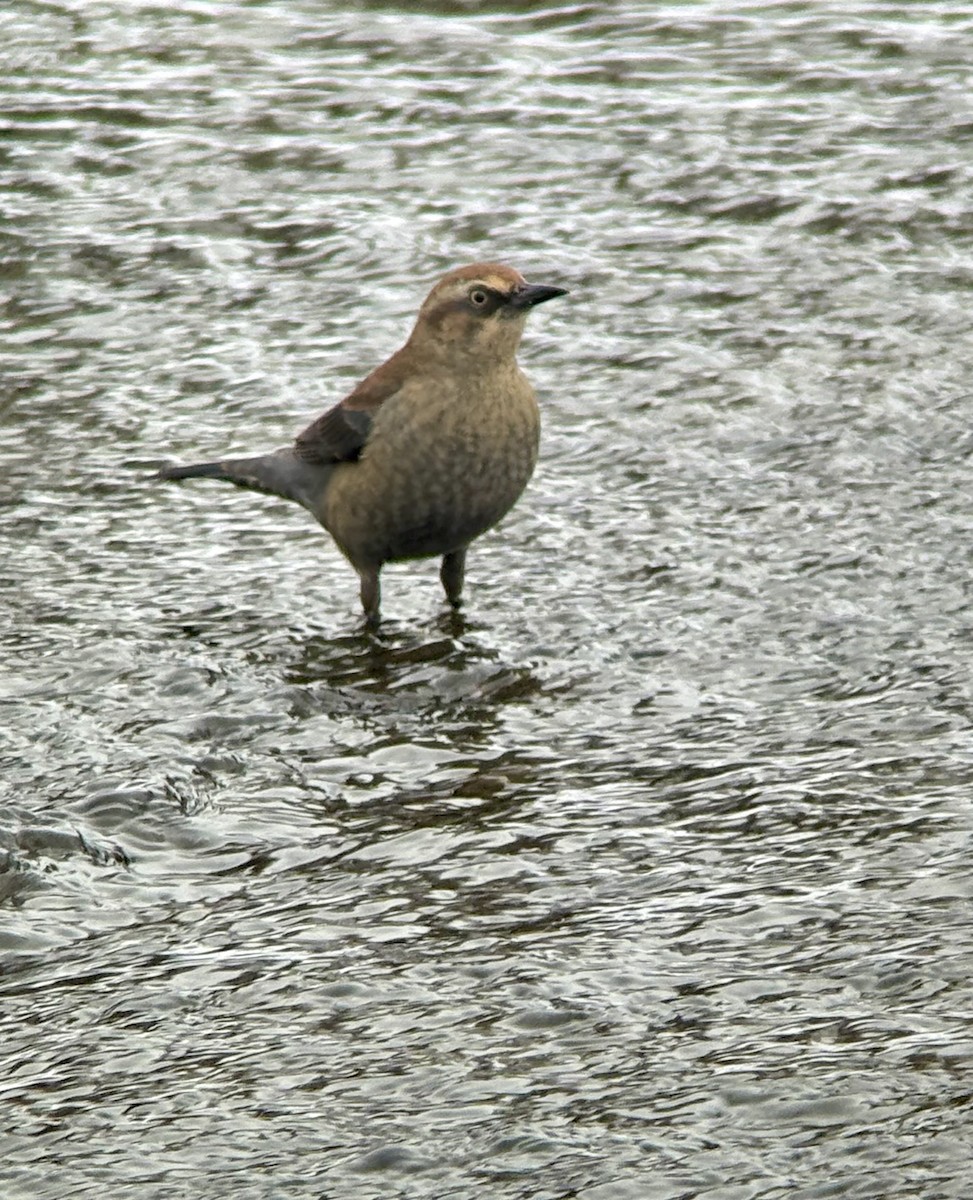 Rusty Blackbird - ML646325225