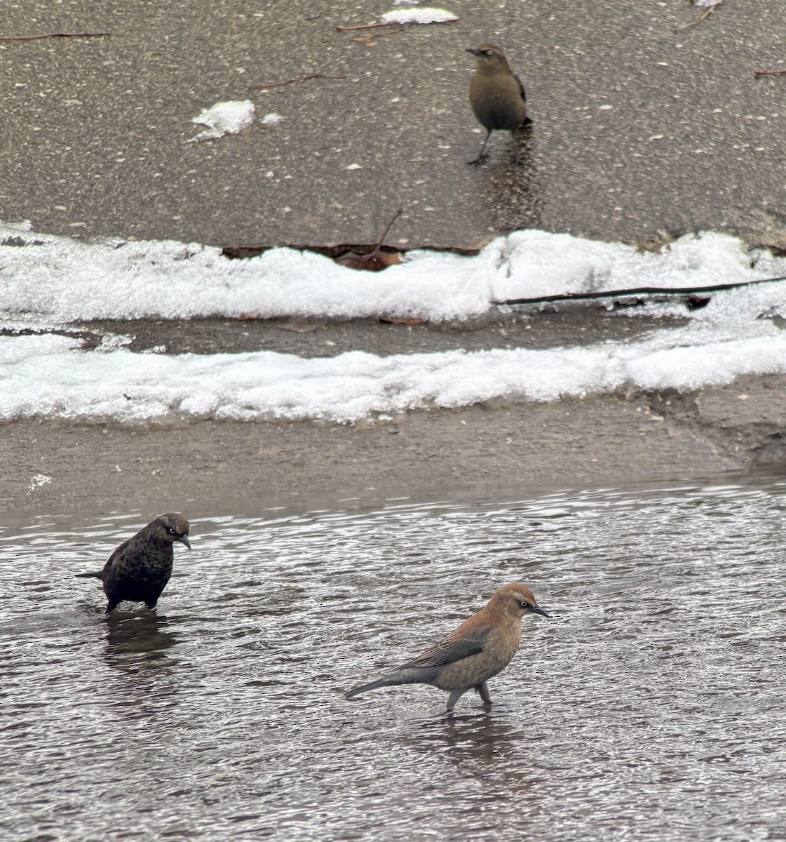 Rusty Blackbird - ML646325226