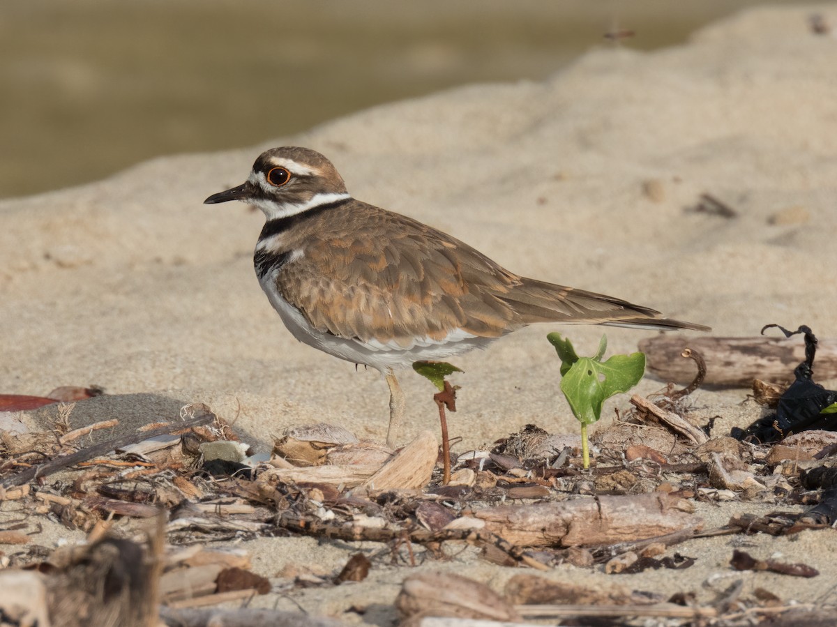Killdeer - ML646325231