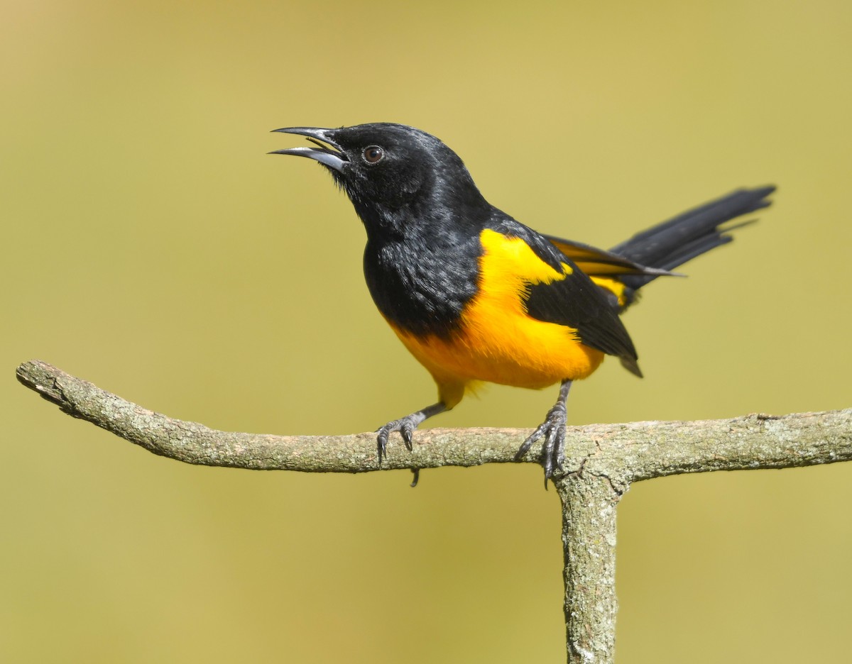 Black-vented Oriole - ML646325234