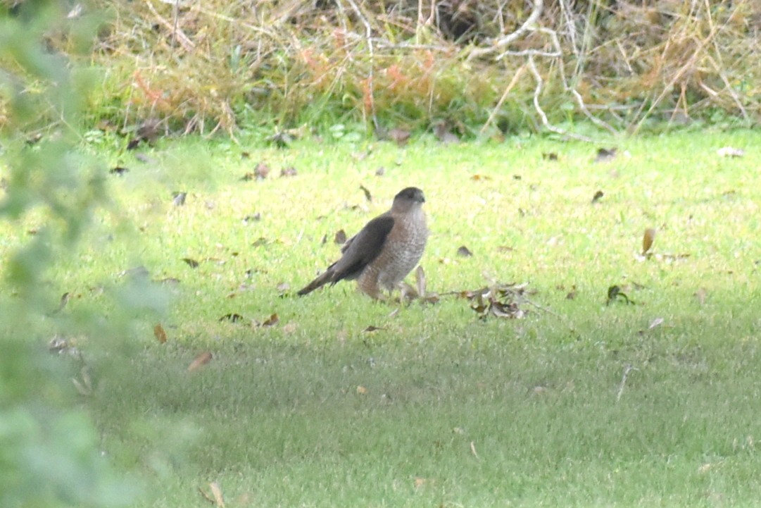 Cooper's Hawk - ML646325238
