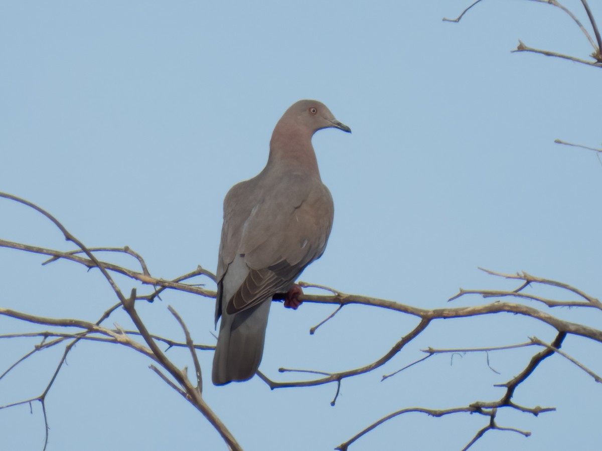 Plain Pigeon - ML646325240