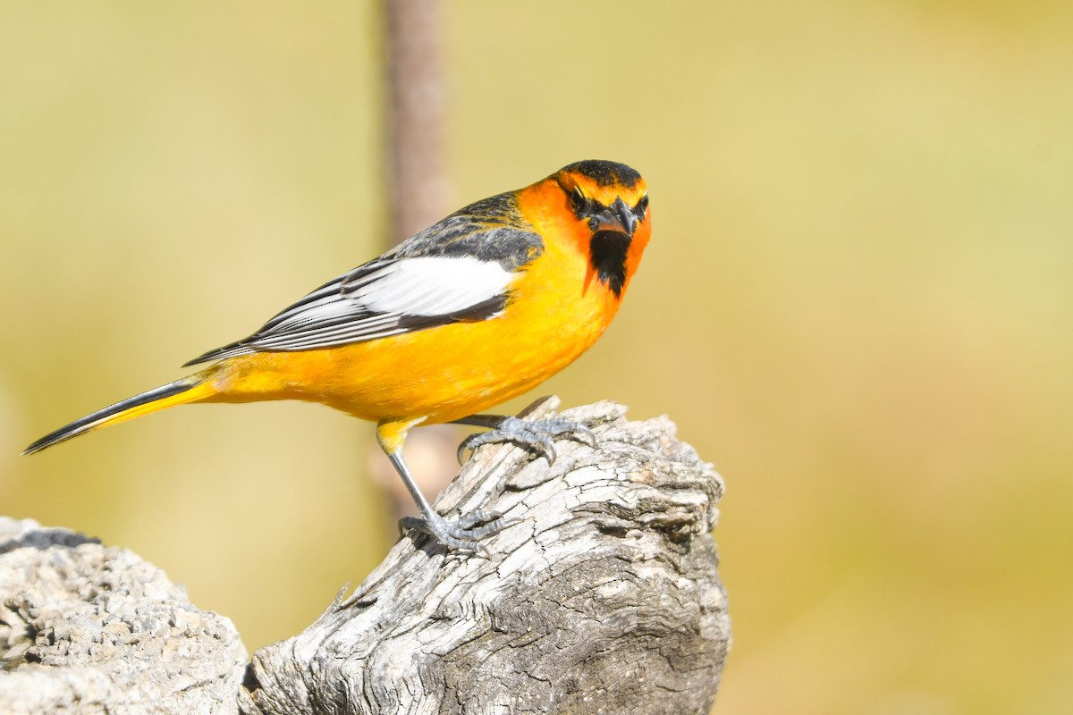 Bullock's Oriole - ML646325246