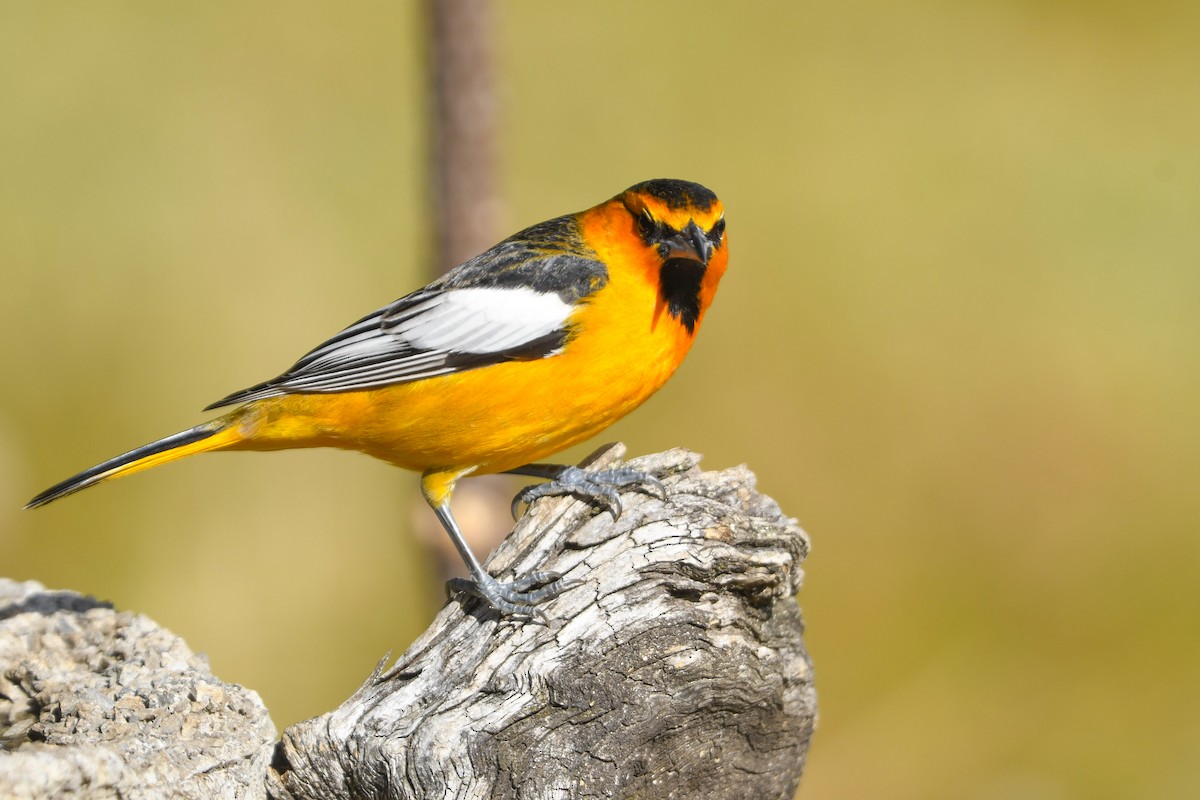 Bullock's Oriole - ML646325247