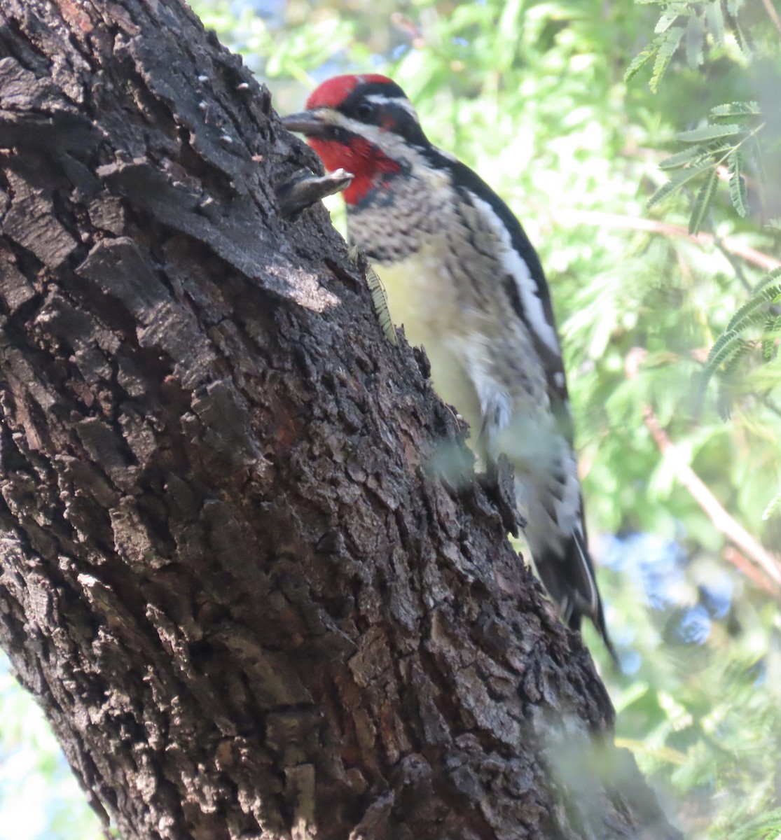 Rotnacken-Saftlecker - ML646325249