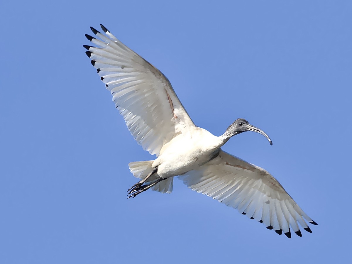 Australian Ibis - ML646325250