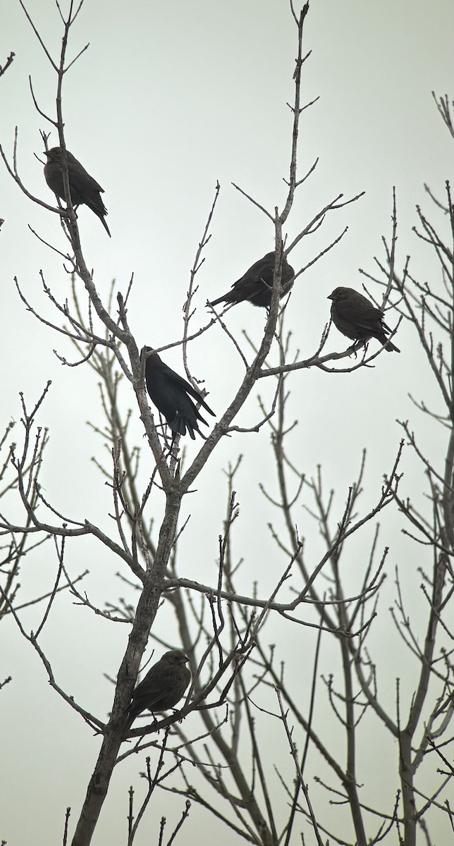 Brown-headed Cowbird - ML646325252