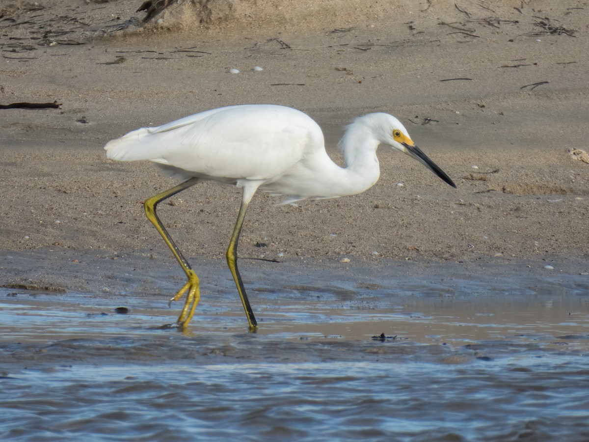 Snowy Egret - ML646325253