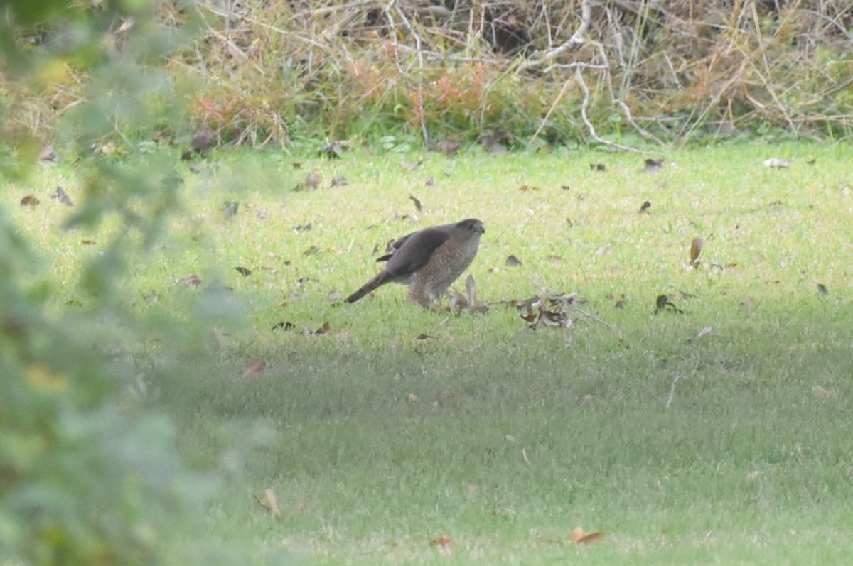 Cooper's Hawk - ML646325254